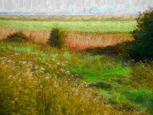 Zomerweide, 2019 door Helen White
