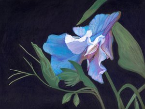Lathyrus door Helen White