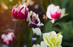 Tulpenveld, 2019