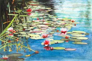 Waterlelies door Helen White