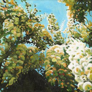 Witte Wisteria