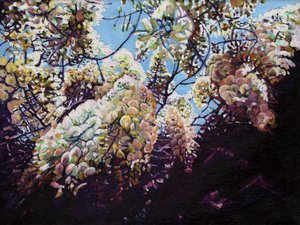 Witte Wisteria, 2012