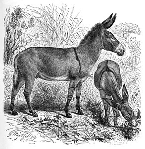 Afrikaanse wilde ezel, c1900 door Helena J. Maguire