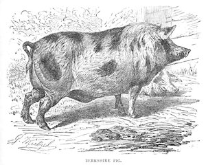 Berkshire varken, ca. 1900 door Helena J. Maguire