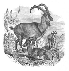 Perzische Wilde Geiten, ca. 1900