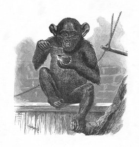 De Chimpansee Sally, ca. 1900