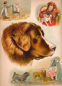 De hond, ca. 1900 door Helena J. Maguire