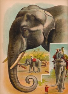 De olifant