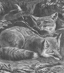 De vos thuis, ca. 1900 door Helena J. Maguire