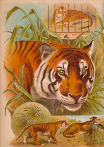 De Tijger, ca. 1900 door Helena J. Maguire