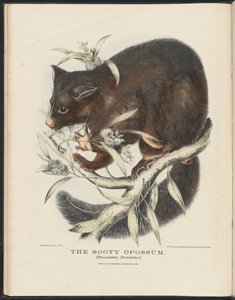 Zoogdieren van Australië (Krefft) Nla.obj-33627803-10 De roetige opossum door Helena Scott