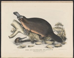 Zoogdieren van Australië (Krefft) Nla.obj-33627803-16 Het vogelbekdier