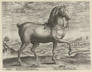 Hengst uit Duitsland door Hendrick Goltzius (possibly)