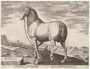 Paard uit Corsica door Hendrick Goltzius (possibly)