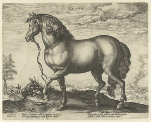 Paard uit Calabrië door Hendrick Goltzius