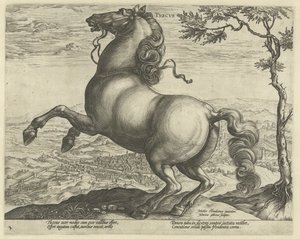 Paard uit Toscane (Paardenrassen uit de Koninklijke stallen van Don Juan van Oostenrijk)