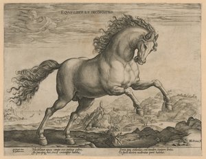 Wild paard