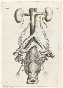 Anatomische afbeelding van de vrouwelijke geslachtsorganen en de nieren. Boekillustratie voor: Reinier de Graaf, Alle de wercken, Amsterdam, 1686 door Hendrik Bary
