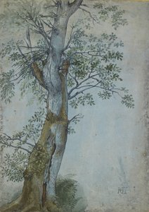 Studie van een Boom door Hendrik Goltzius
