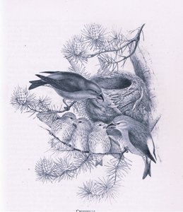 Kruisbekken, Natuur in Groot-Brittannië uitgegeven door Collins, 1946
