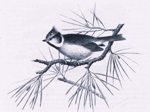 Schotse Kuifmezen, Natuur in Groot-Brittannië uitgegeven door Collins, 1946