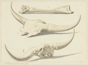 Fossiele beenderen van een oeros, gevonden tijdens de watersnood, 1809 door Hendrik Hoogers