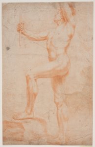 Mannelijke modelstudie