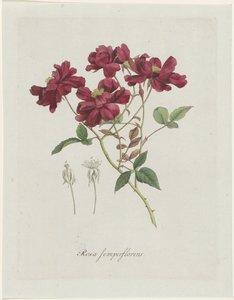 Chinese roos (Rosa chinensis Jacq.) door Hendrik Schwegman