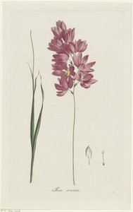 Ixia patens Aiton