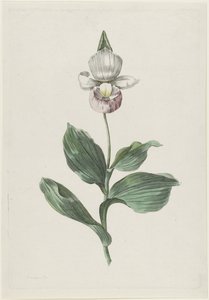 Orchidee Vrouwenschoentje (Cypripedium reginae Walter) door Hendrik Schwegman