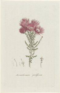 Phaenocoma prolifera Xeranthemum proliferum door Hendrik Schwegman