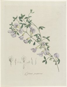 Purperen brem