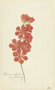 Tritonia Crocata