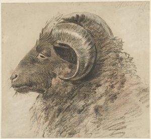 Kop van een ram, naar links, van opzij gezien door Hendrik Stokvisch