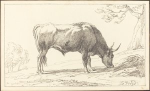 Een jonge stier grazend door Hendrik Voogd