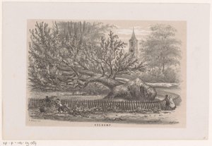 Omgewaaide boom bij de Koekamp, na de storm van 28 mei 1860 door Hendrik Wilhelmus Last