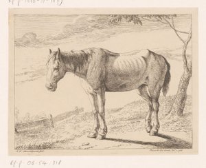 Paard
