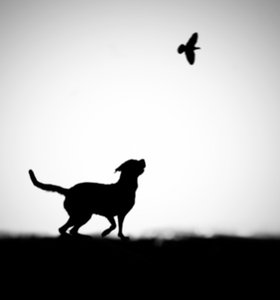 Speels silhouet van een hond en een vogel
