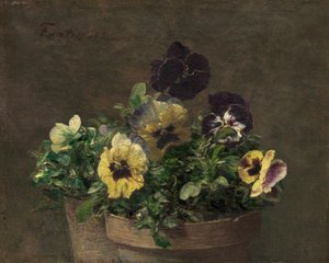 Potviooltjes, 1883