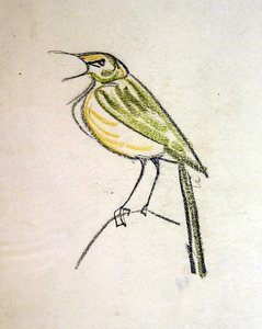 Vogel