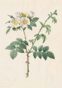 Brier Bush Rose of Hondsroos Rosa Leucantha, 1817-1824 door Pierre Joseph Redouté