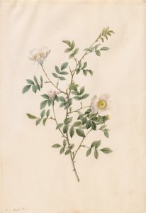 Brier Bush Rose of Hondsroos Rosa Sepium Rosea
