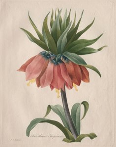 Keizerskroon door Pierre Joseph Redouté