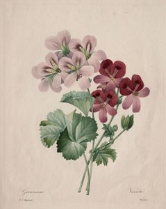 Geranium, 1827