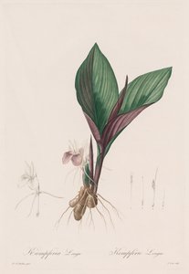 Les Liliacées: Kaempferia longa, 1802-1816
