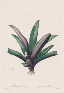 Les Liliacées: Tradescantia discolour, 1802-1816