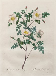 Les Roses: Rosa Candolleana Elegans, 1817-1824