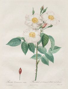 Les Roses: Rosa Damascena, subalba door Pierre Joseph Redouté