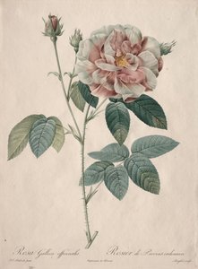 Les Roses: Rosa Gallica door Pierre Joseph Redouté