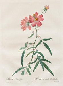 Les Roses: Rosa Longifolia, 1817-1824 door Pierre Joseph Redouté